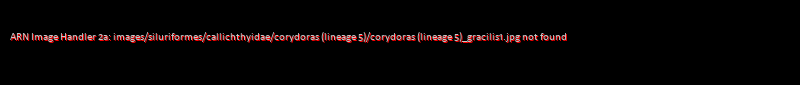 Corydoras (lineage 5) gracilis